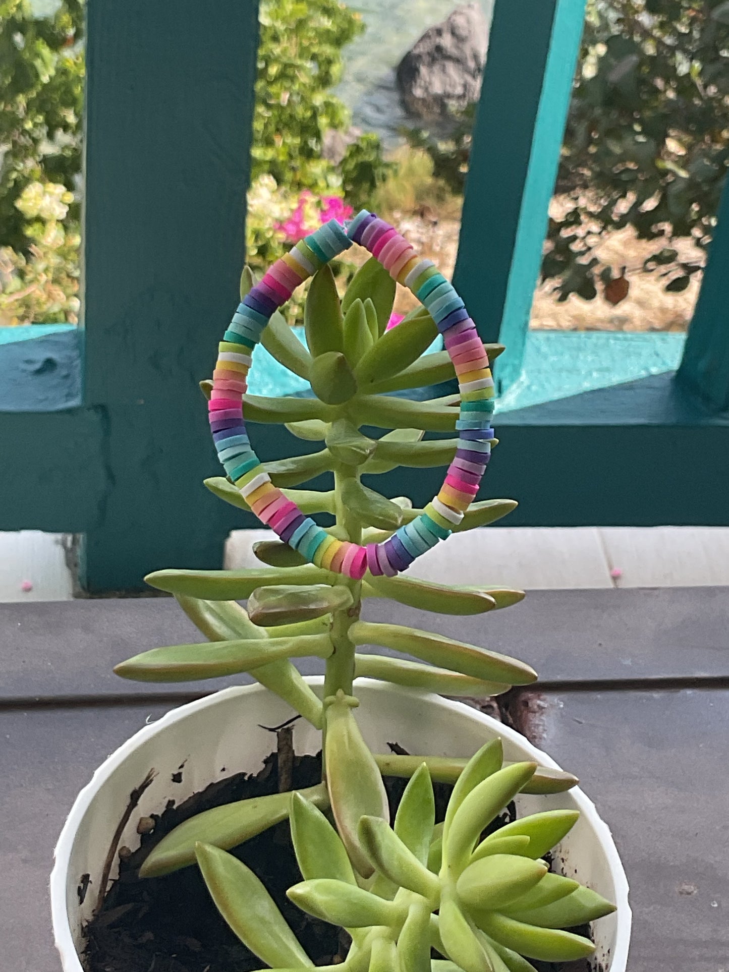 Wild Rainbow (small)